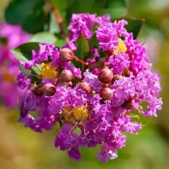 Lagerstroemia Flower Seeds for Heirloom Lagerstroemia Flower Seeds, Non-GMO Crape Myrtle Blooms for Colorful Garden and Landscape Planting, Heirloom, Non-GMO,