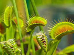 Heirloom Non-GMO Carnivorous Plant Seeds for Planting – Unique Insect-Eating Flower Seeds