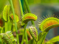 Heirloom Non-GMO Carnivorous Plant Seeds for Planting – Unique Insect-Eating Flower Seeds