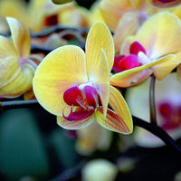 Light Yellow Butterfly Orchids Flower Seeds for Planting - NON GMO Seeds