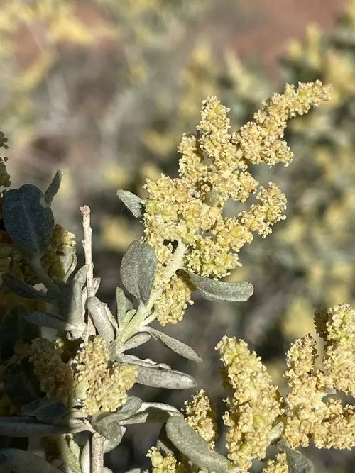Atriplex Canescens Seeds for Planting - NON GMO Seeds