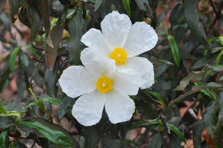 Heirloom Creticus Flower Seeds, Non-GMO Hardy Mediterranean Blooms for Drought-Tolerant Garden Planting
