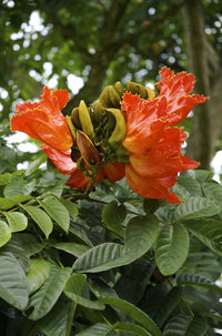 Heirloom Non-GMO Tulip Tree Flower Seeds for Planting – Rare Ornamental Flower Seeds