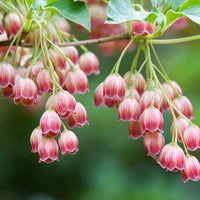 Pink Bell Orchid Flower Seeds – Heirloom Non-GMO Rare Blooms for Garden Planting