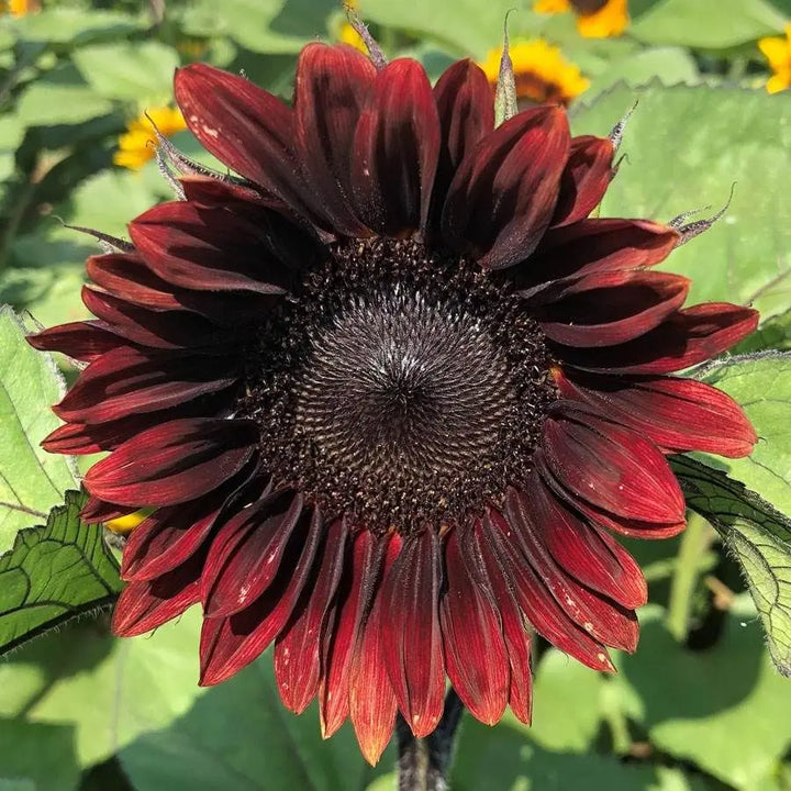 Maroon Sunflower Seeds for Planting – Bold Blooms, Easy to Grow, Perfect for Gardens & Borders