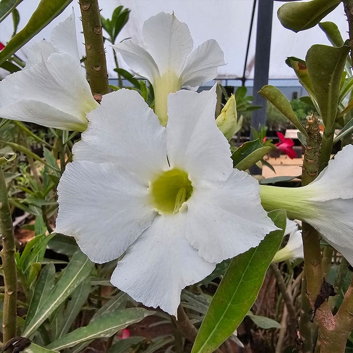 Organic Heirloom White Adenium Seeds – Non-GMO Desert Rose Succulent Seeds for Planting