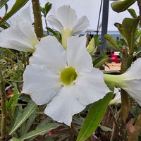 Organic Heirloom White Adenium Seeds – Non-GMO Desert Rose Succulent Seeds for Planting