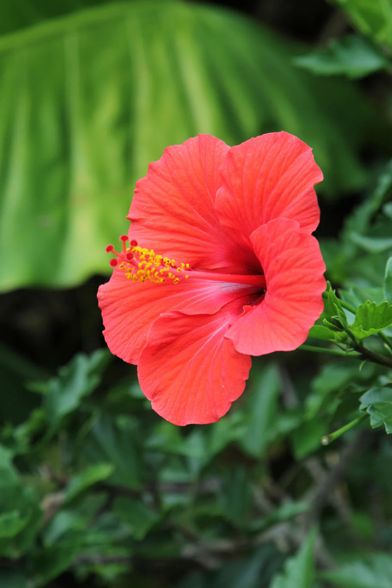Hibiscus Flower Seeds – Heirloom, Non-GMO, Tropical Flower Seeds for Planting