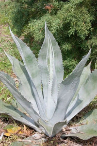 Silver Agave Plant Seeds for Planting NON GMO Seeds