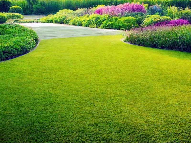 Lawn Grass Seeds Mix ? Red, Blue, Green & Yellow Shades