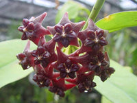 Canossa Flower Seeds for Planting NON GMO Seeds