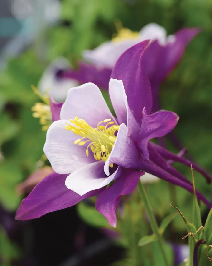 Columbines Purple Flower Seeds for Planting – Organic, Heirloom, Non-GMO Seeds