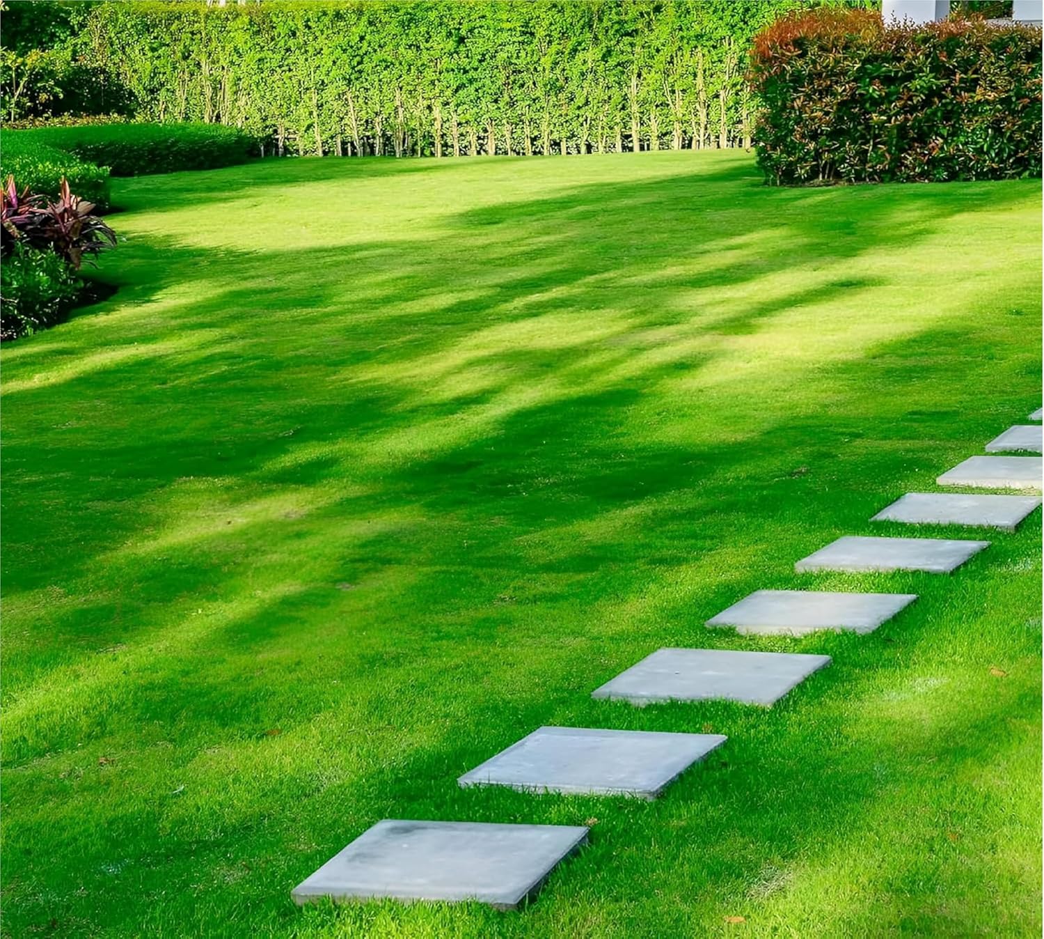 Sun-Tolerant Grass Seeds