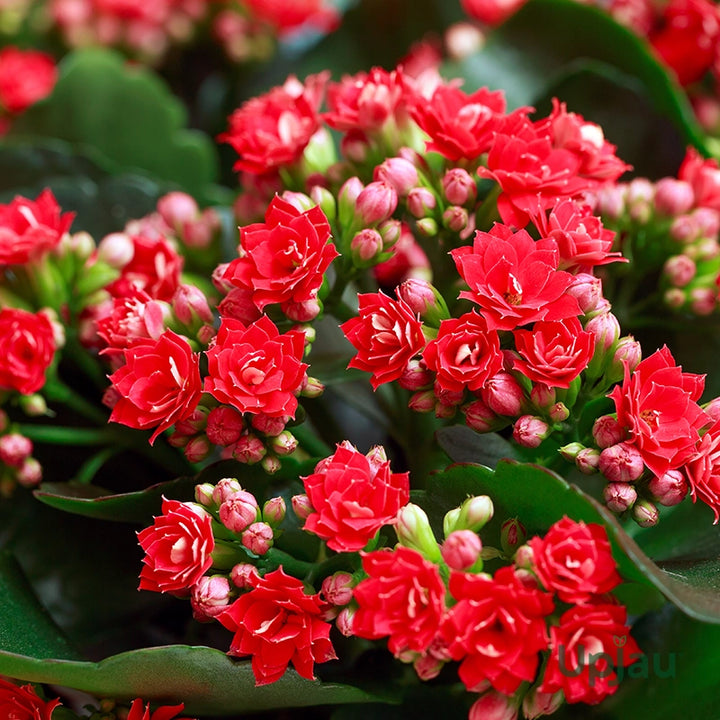 Blossfeldiana Kalanchoe Seeds for Planting – Organic, Heirloom, Non-GMO Plant Seeds