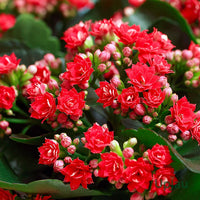 Blossfeldiana Kalanchoe Seeds for Planting – Organic, Heirloom, Non-GMO Plant Seeds