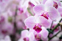 White Violet Butterfly Orchid Seeds for Planting | Organic, Heirloom, Non-GMO Flowers