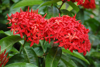 Coccinea Flower Seeds for Planting - NON GMO Seeds