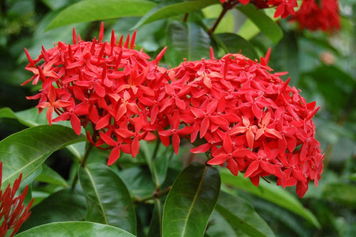 Coccinea Flower Seeds for Planting - NON GMO Seeds