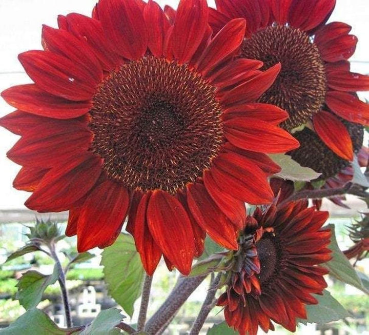 Helianthus Red Flower Seeds for Planting – Organic, Heirloom, Non-GMO Seeds