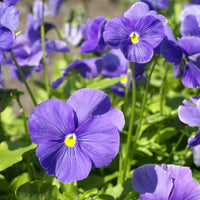 Pansy Blue Seeds for Planting – Organic Heirloom Non-GMO Flower Seeds