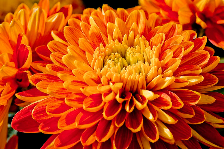 Chrysanthemum Flower Seeds Yellow Red for Planting NON GMO Seeds