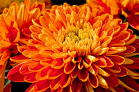 Chrysanthemum Flower Seeds Yellow Red for Planting NON GMO Seeds