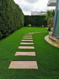 Drought-Resistant Grass Seeds