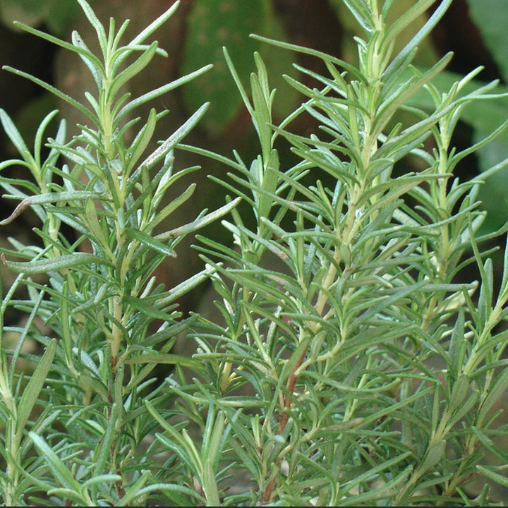 Aromatic Herb Rosemary Heirloom Non-GMO Seeds for Planting
