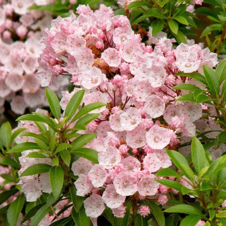Heirloom Non-GMO Laurel Bush Flower Seeds for Lush Evergreen Garden Planting