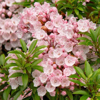 Heirloom Non-GMO Laurel Bush Flower Seeds for Lush Evergreen Garden Planting