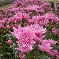 Light Pink Green Chrysanthemum Flower Seeds for Planting, NON GMO Seeds