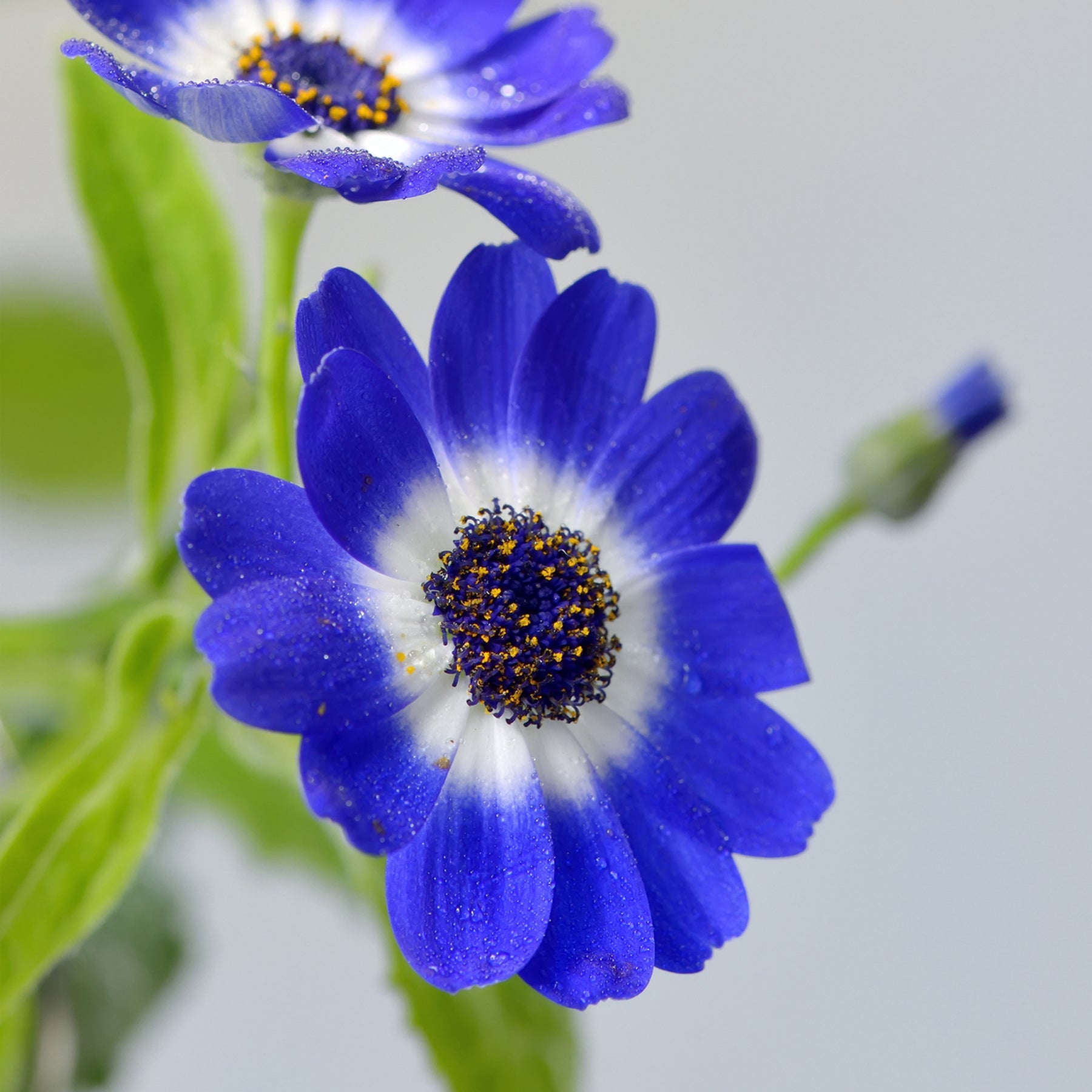 Heirloom Blue Cineraria Flower Seeds for Planting, Non-GMO