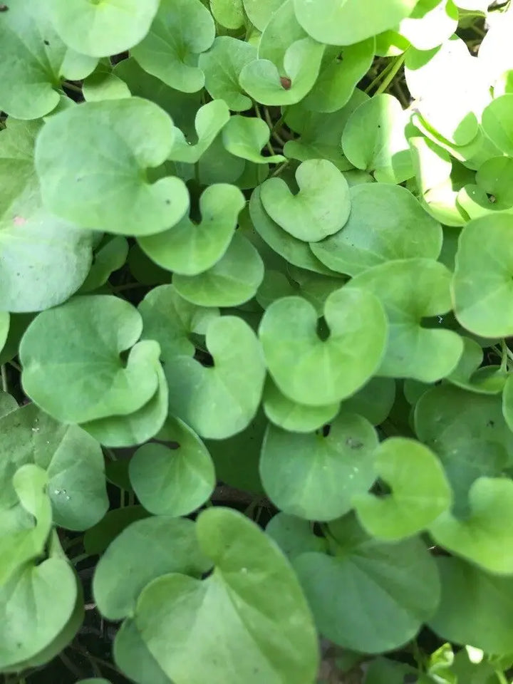 Dichondra Plant Seeds – Heirloom, Non-GMO, Lush Ground Cover for Garden and Landscape Planting