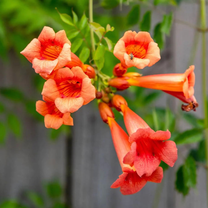 Orange Tecoma Flower Seeds – Heirloom Non-GMO Seeds for Bright Garden Hedges