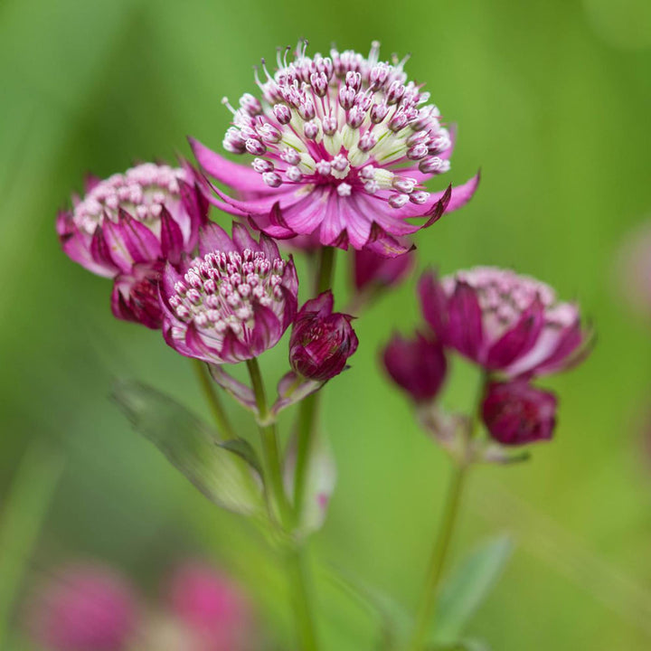 Astrantia Purple Seeds for Planting – Organic, Heirloom, Non-GMO Flower Seeds