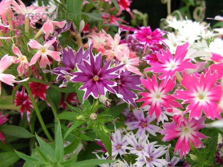 Organic Mixed Twinkle Star Flower Seeds for Planting – Heirloom, Non-GMO