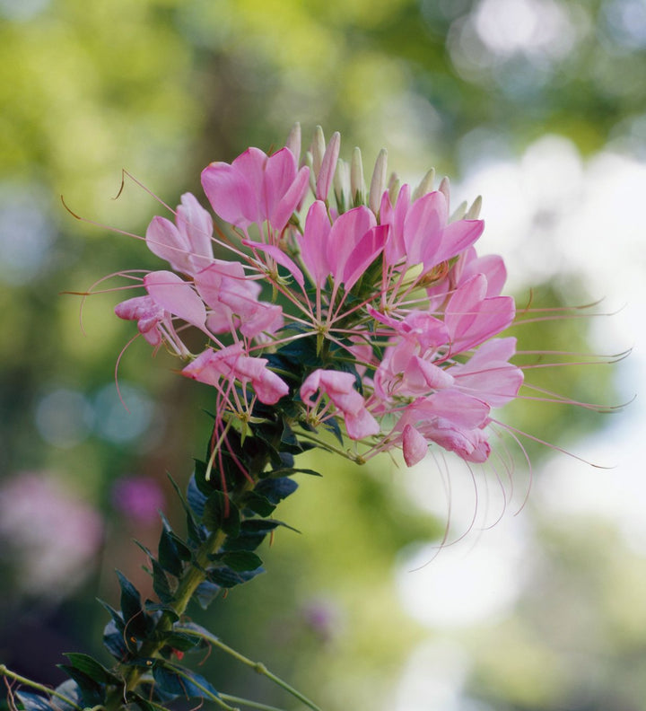Cleome Flower Seeds for Planting – Heirloom, Non-GMO Flower Seeds