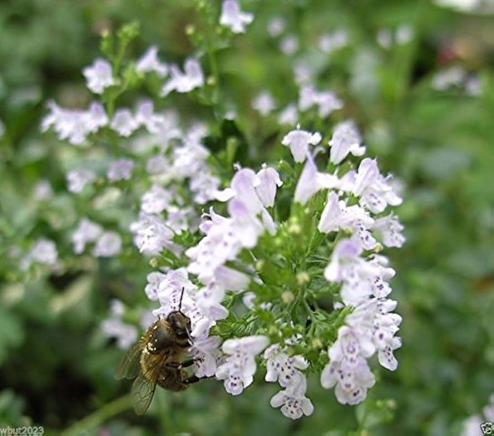 Calamintha Flower Seeds – Heirloom, Non-GMO, Fragrant Pollinator-Friendly Blooms for Garden Planting