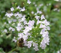 Calamintha Flower Seeds – Heirloom, Non-GMO, Fragrant Pollinator-Friendly Blooms for Garden Planting