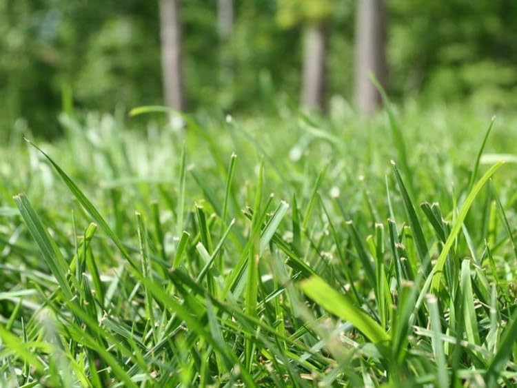 Lawn Repair Patch Seed Mix