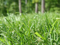 Lawn Repair Patch Seed Mix