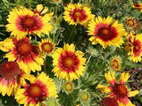 Yellow Gaillardia Seeds for Planting - NON GMO Seeds
