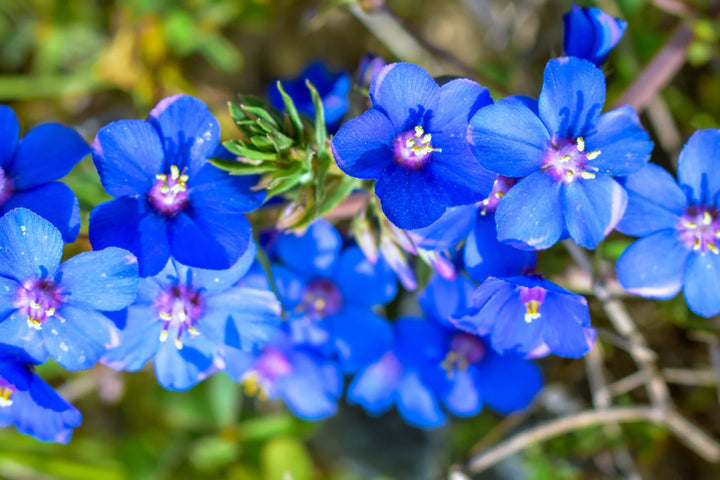 Organic Blue Pimpernel Anagallis Flower Seeds for Planting ƒ?? Heirloom, Non-GMO
