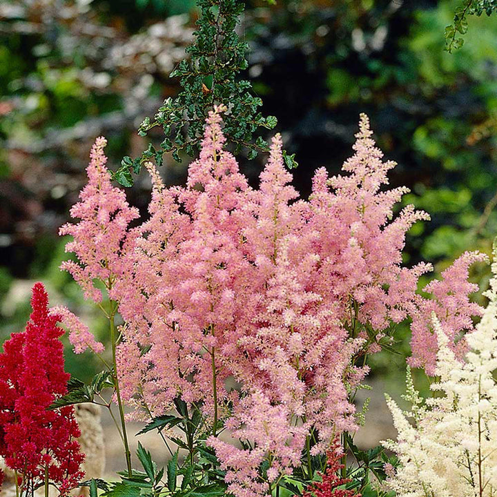 Baby Pink Astilbe Flower Seeds for Planting - Heirloom Seeds for Home Garden, Beautiful Blooms
