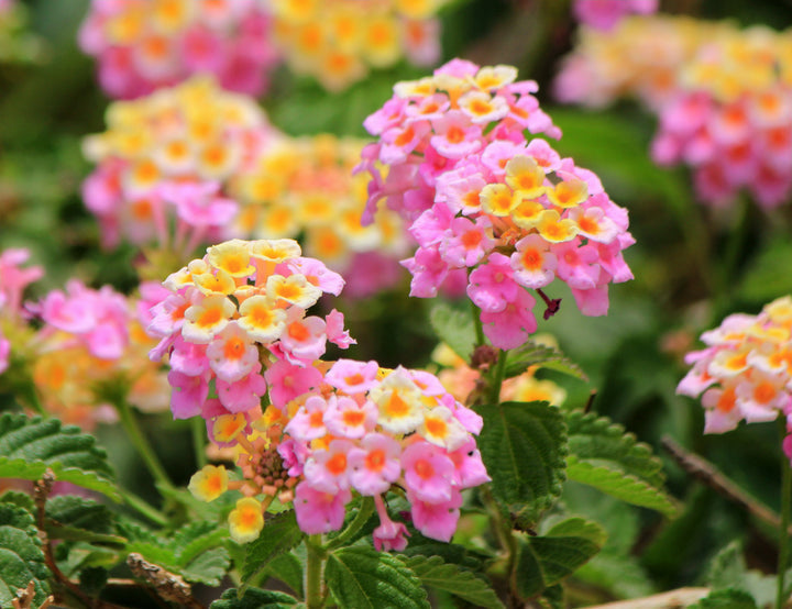 Heirloom Non-GMO Pink Lantana Flower Seeds for Butterfly Gardens and Colorful Outdoor Planting