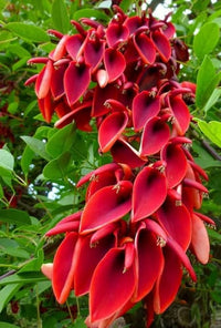 Erythrina Flower Seeds for Planting, - NON GMO Seeds
