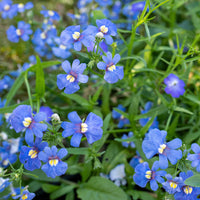 Blue Nemesia Flower Seeds – Heirloom Non-GMO Annual Blooms for Colorful Garden Borders