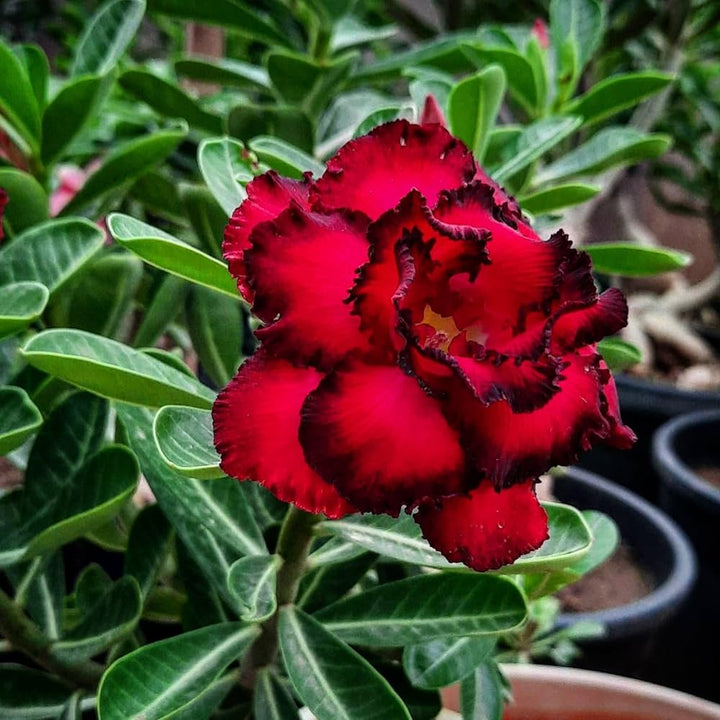 Heirloom Non-GMO Burgundy Adenium Flower Seeds for Garden Planting – Desert Rose Exotic Blooms