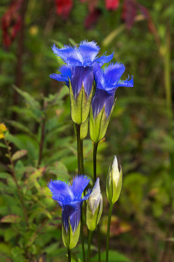 Heirloom Blue Gentian Fringed Flower Seeds for Planting, Non-GMO