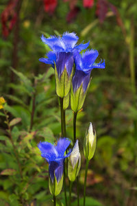 Heirloom Blue Gentian Fringed Flower Seeds for Planting, Non-GMO